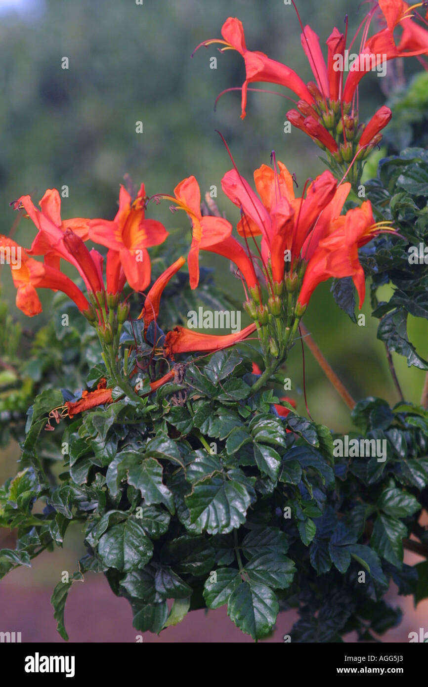 Caprifoglio del capo (Tecomaria capensis, Tecoma capensis), rigogliosa pianta Foto Stock