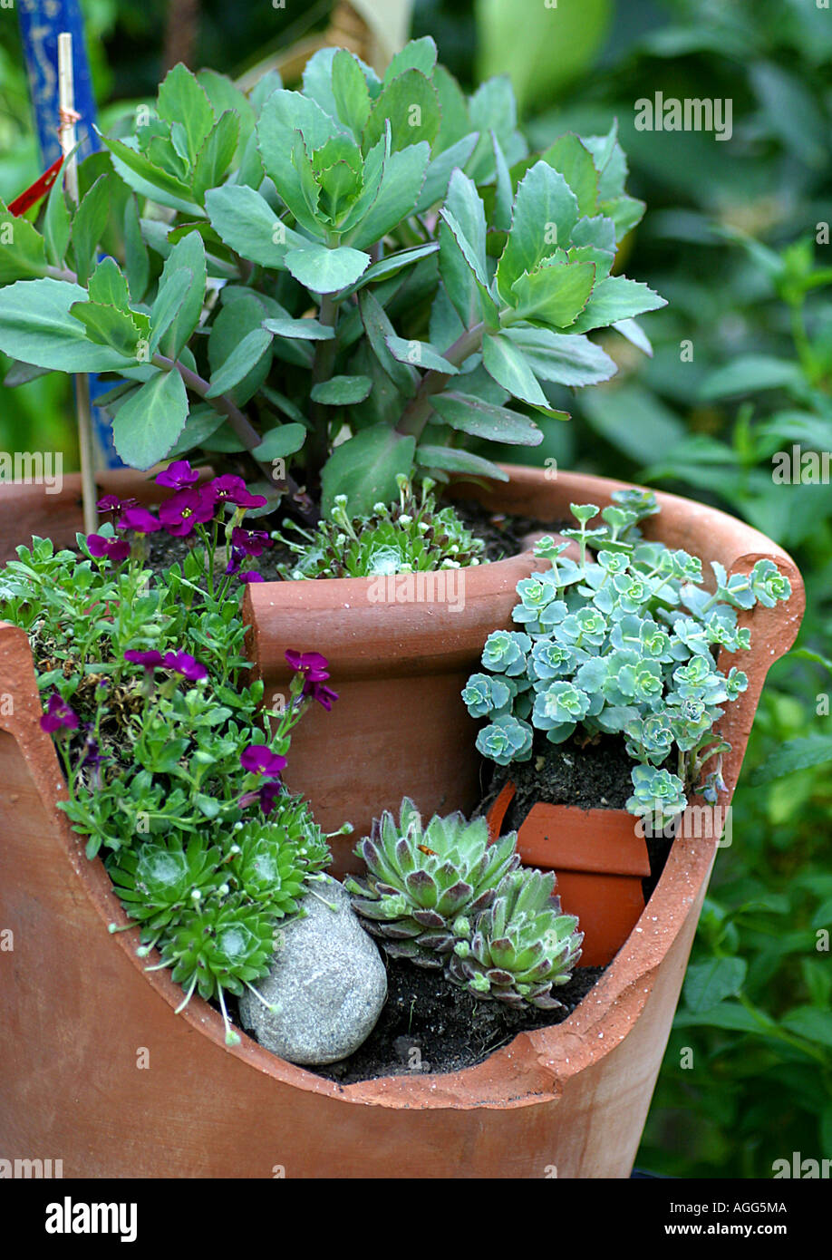 Impianto pot con diverse piante succulente Foto Stock