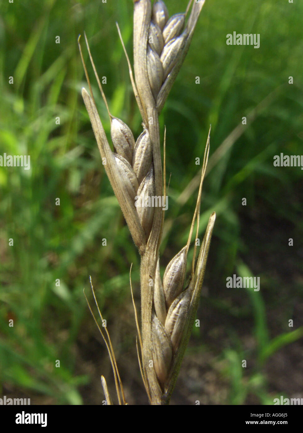 La zizzania barbuto, veleno segale-erba (Lolium temulentum), infrutescence Foto Stock