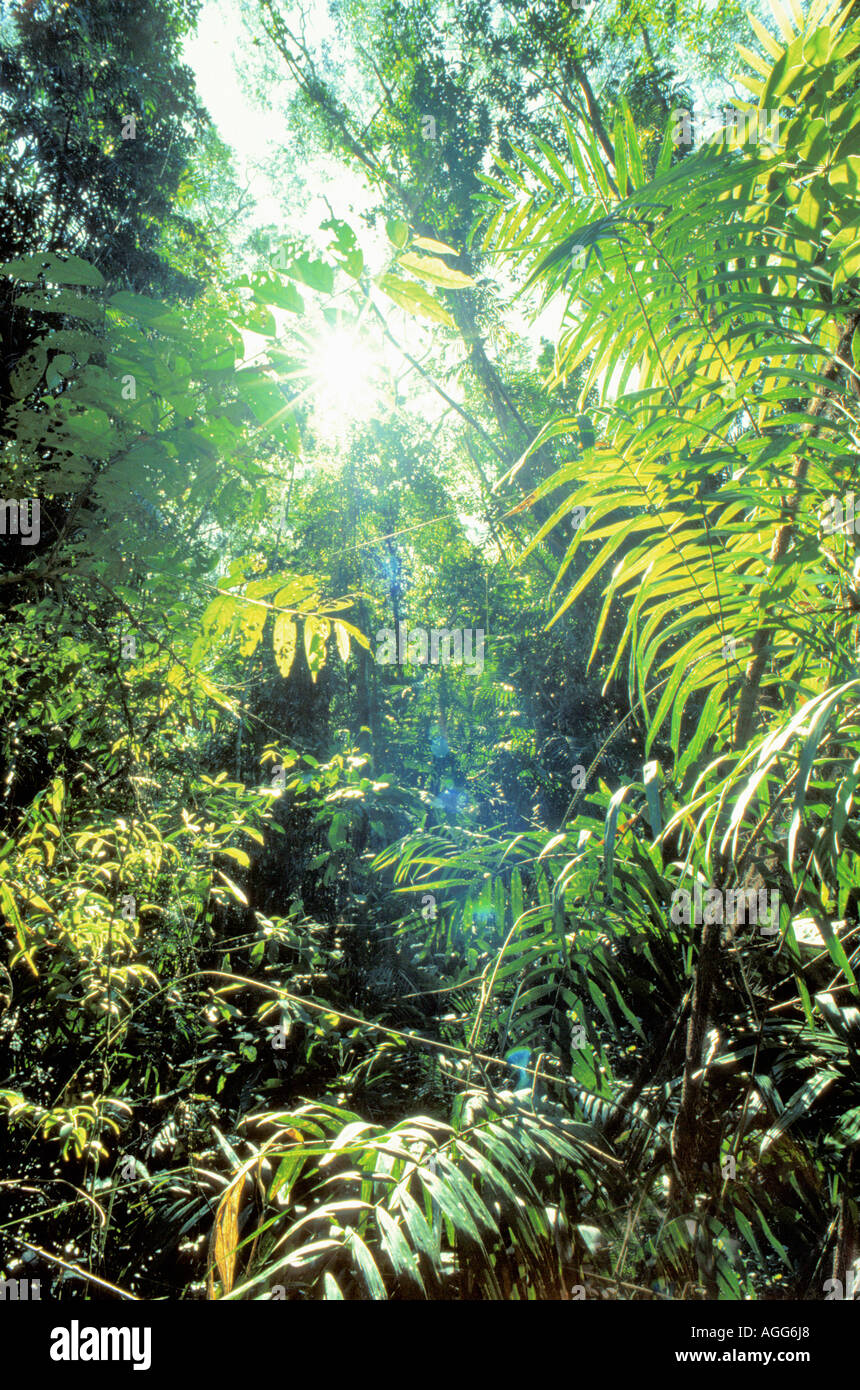 La foresta pluviale tropicale, Kuranda, Australia Foto Stock