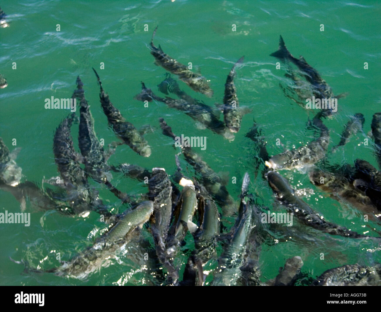 Catfish litigando per il cibo. Puerto Banus Costa del Sol, Spagna, Foto Stock