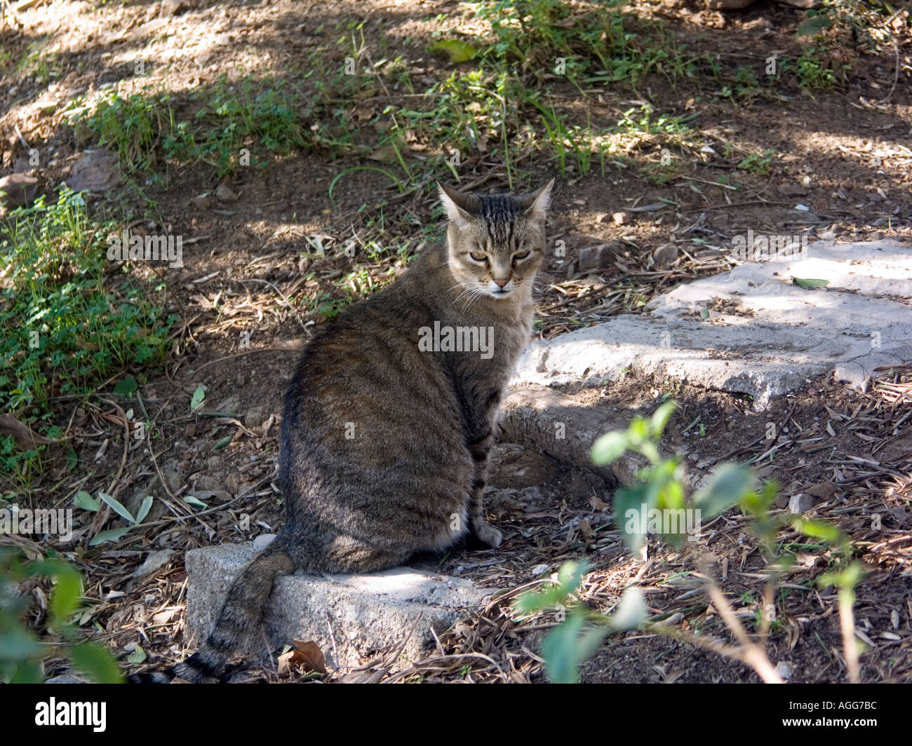 Tom maschio Cat seduti all'ombra Foto Stock