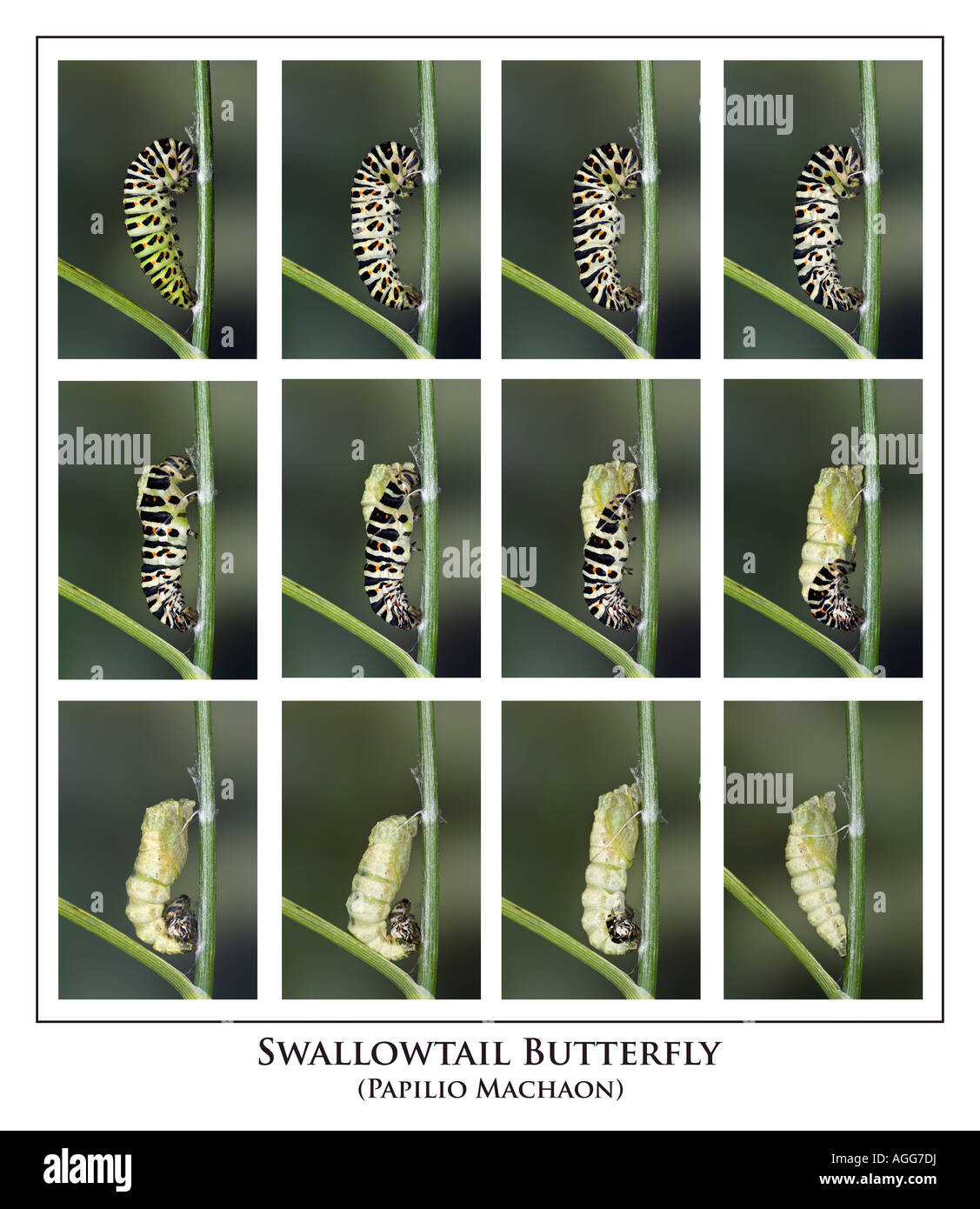 Coda forcuta Papilio machaon larve in fase di trasformazione in crisalide Foto Stock