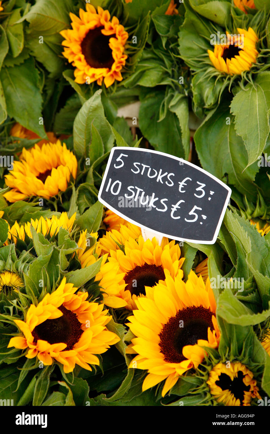 Sun flowers in vendita a Amsterdam s Il mercato dei fiori sul canale Singel Holland Foto Stock