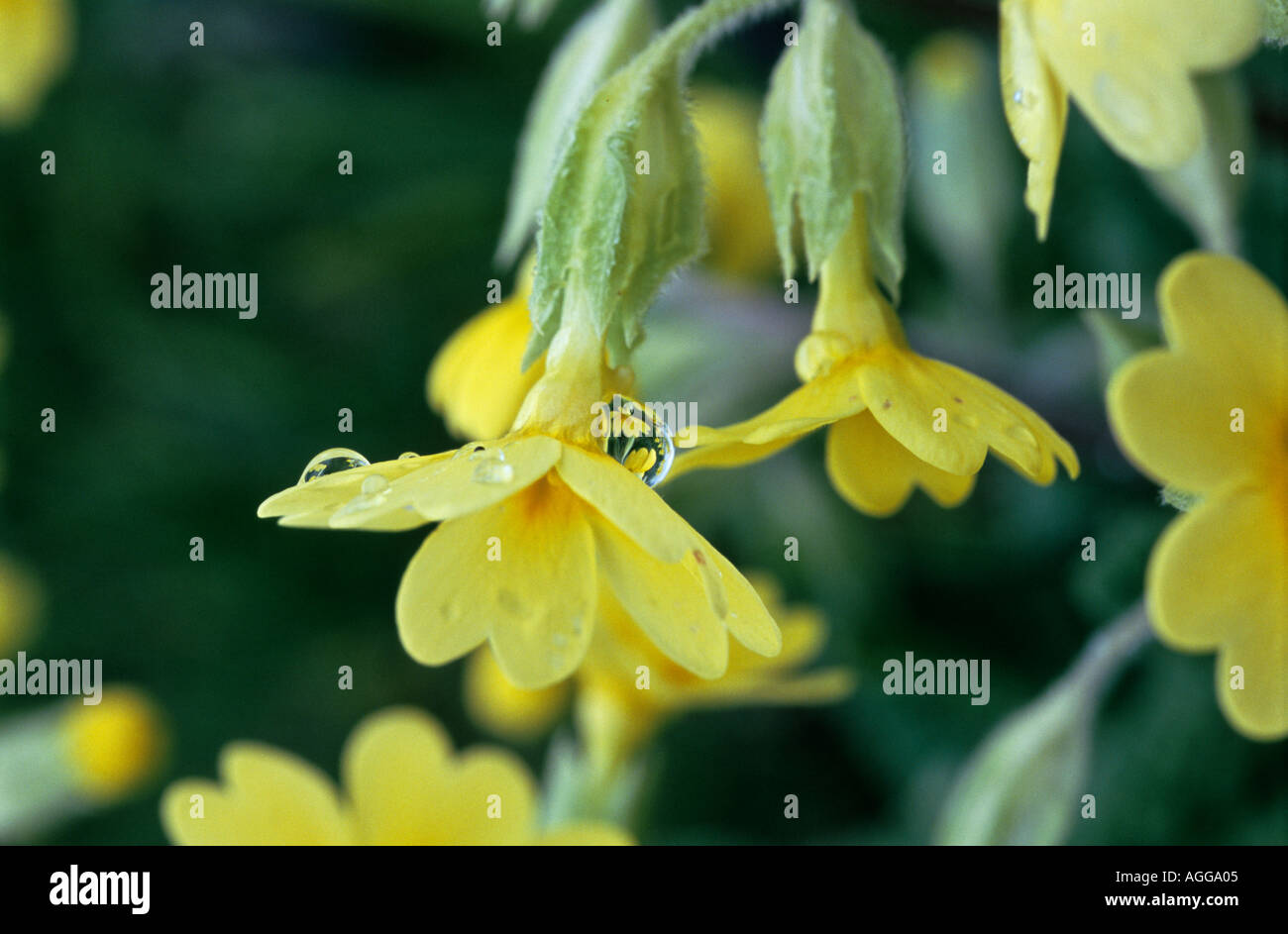Cowslip con riflessioni di gocce di pioggia Primula officinalis Foto Stock