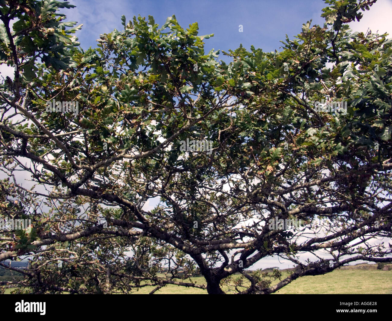 Inglese Quercia con ghiande fine Agosto Bodmin Cornwall Inghilterra UK comuni di Quercus robur L farnia rurale di campagna Foto Stock