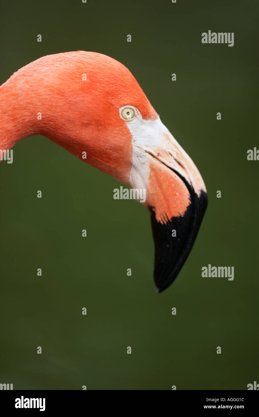Testa di Flamingo closeup Foto Stock
