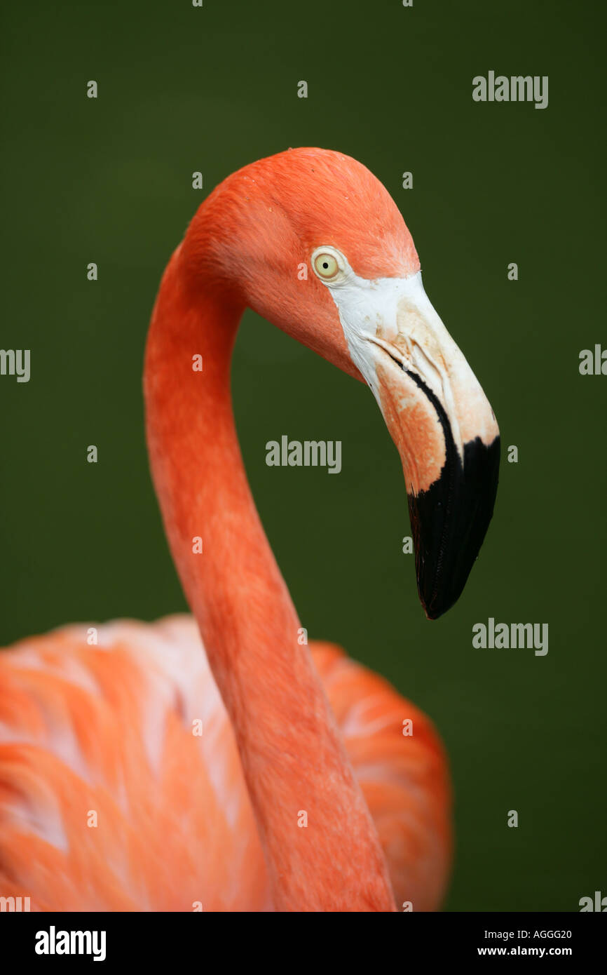 Flamingo closeup Foto Stock