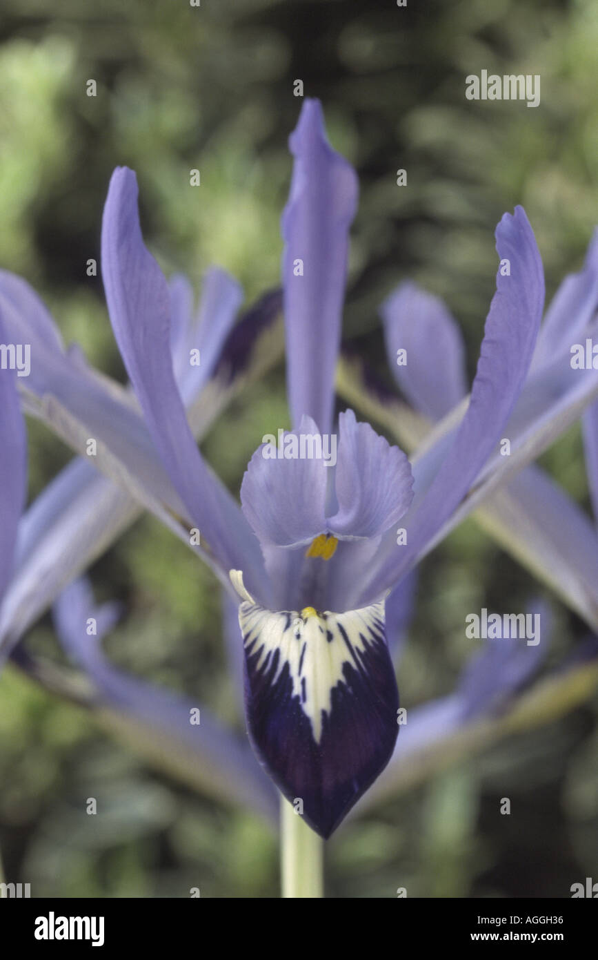 Iris reticulata 'Marquerite'. Foto Stock