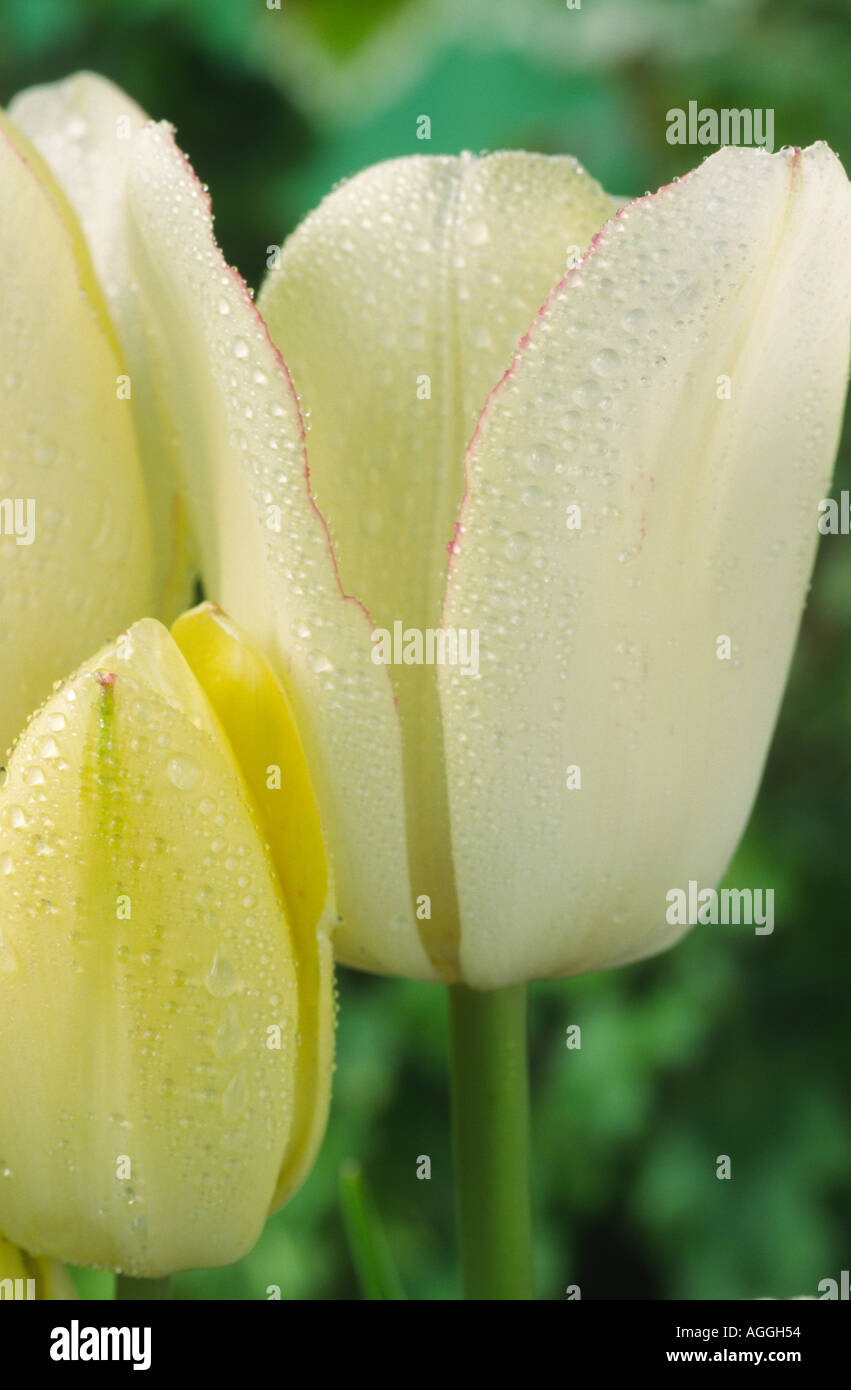 Tulipa "Candy Club'. Unico fine group tulip. Foto Stock