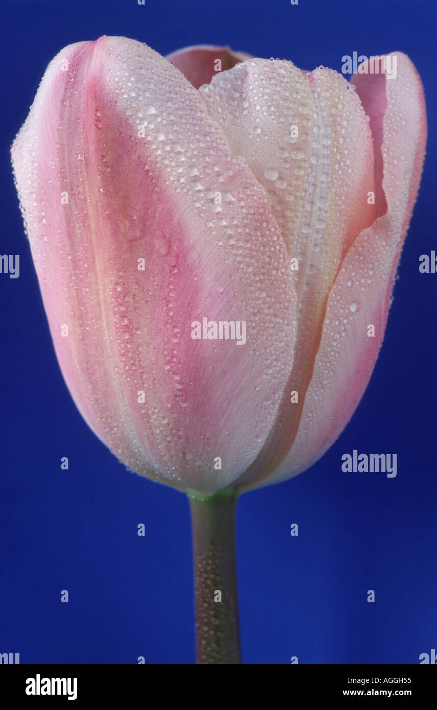 Tulipa 'Douglas Bader'. Unico fine tulip su sfondo blu. Foto Stock