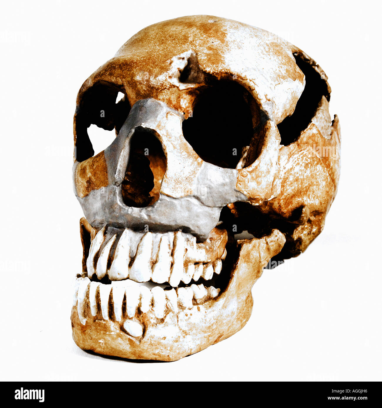 Scull di un primate preistorico (Homo Neanderthaleusis), di Neanderthal Foto Stock