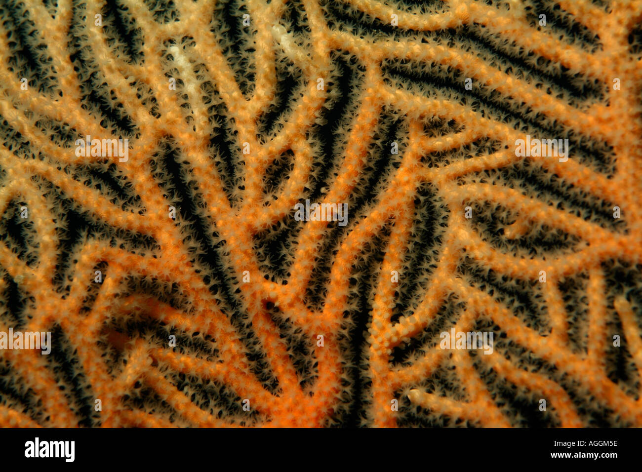 Mare liscio fan corallo - annella mollis Foto Stock