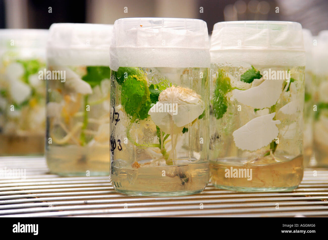 Campioni contenenti organismi geneticamente modificati / engineered germogli di piante in laboratorio, Svezia Foto Stock