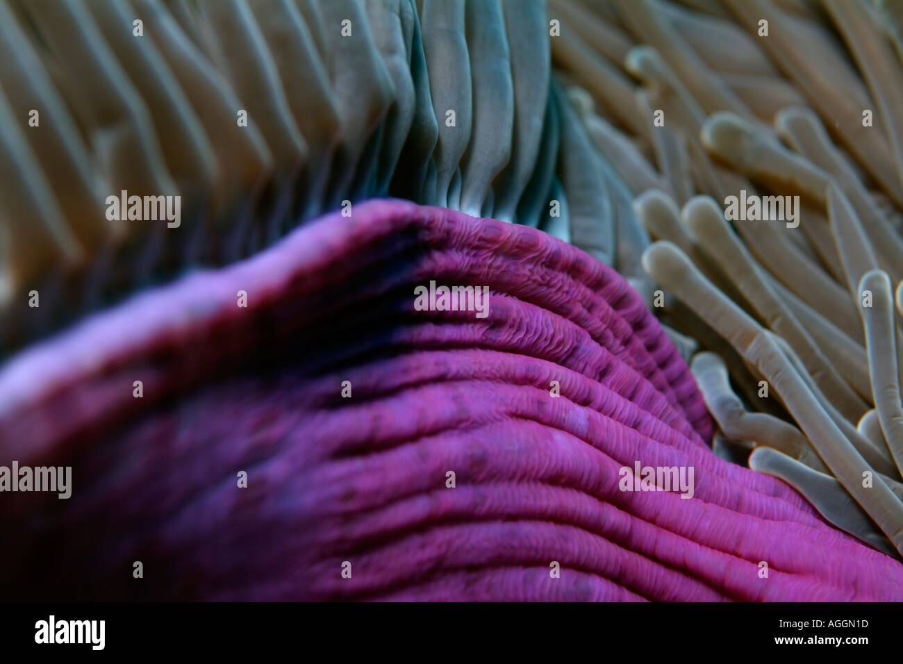 Un magnifico mare anemone heteractis magnifica Foto Stock
