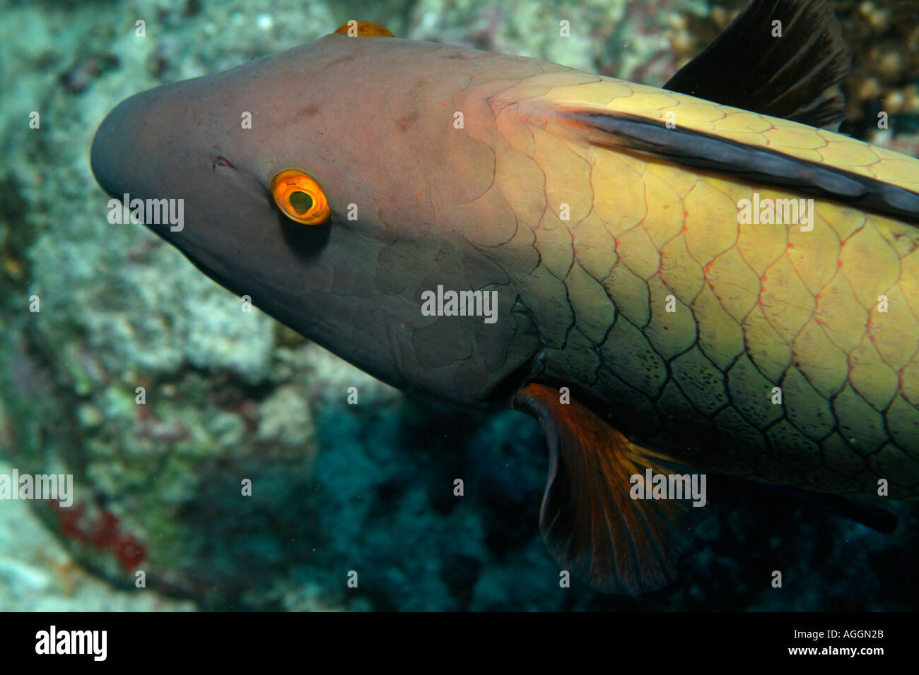 Pesci pappagallo Sheephead (Scarus strongylocephalus) nuota su rocky oceano pavimento Foto Stock