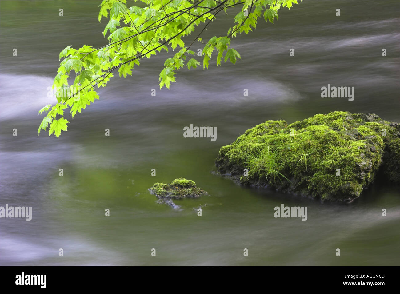 Pietra di muschio nel fiume, in Germania, in Sassonia. Foto Stock