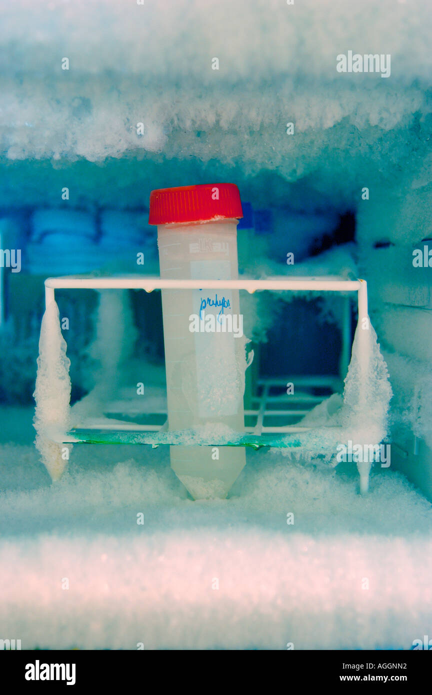 Campione in congelatore contenente DNA estratto - utilizzata in biologia molecolare e microbiologia Foto Stock