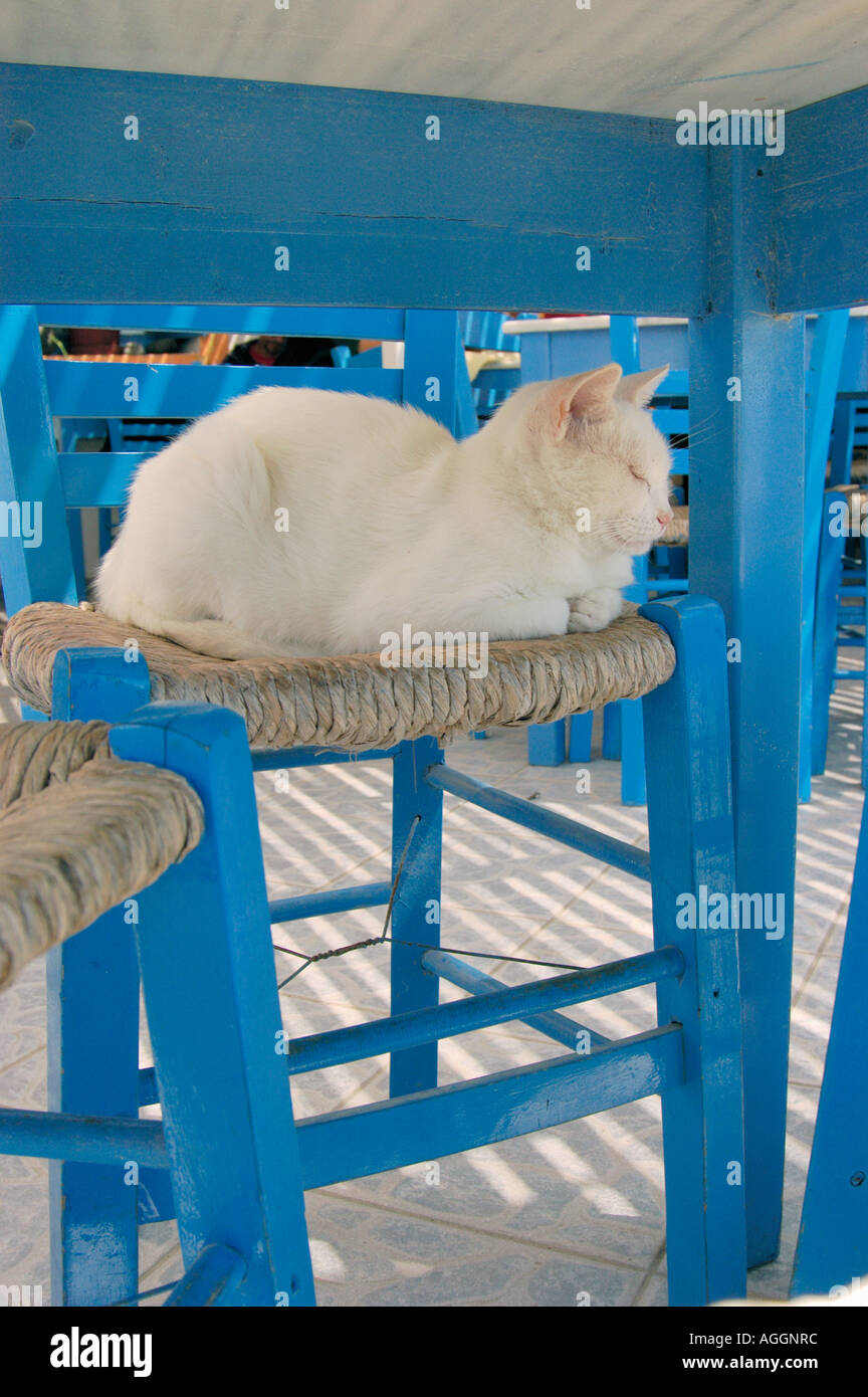Gatto Bianco in appoggio su una sedia sotto il tavolo al ristorante, villaggio di Oia - Santorini Island, Grecia Foto Stock