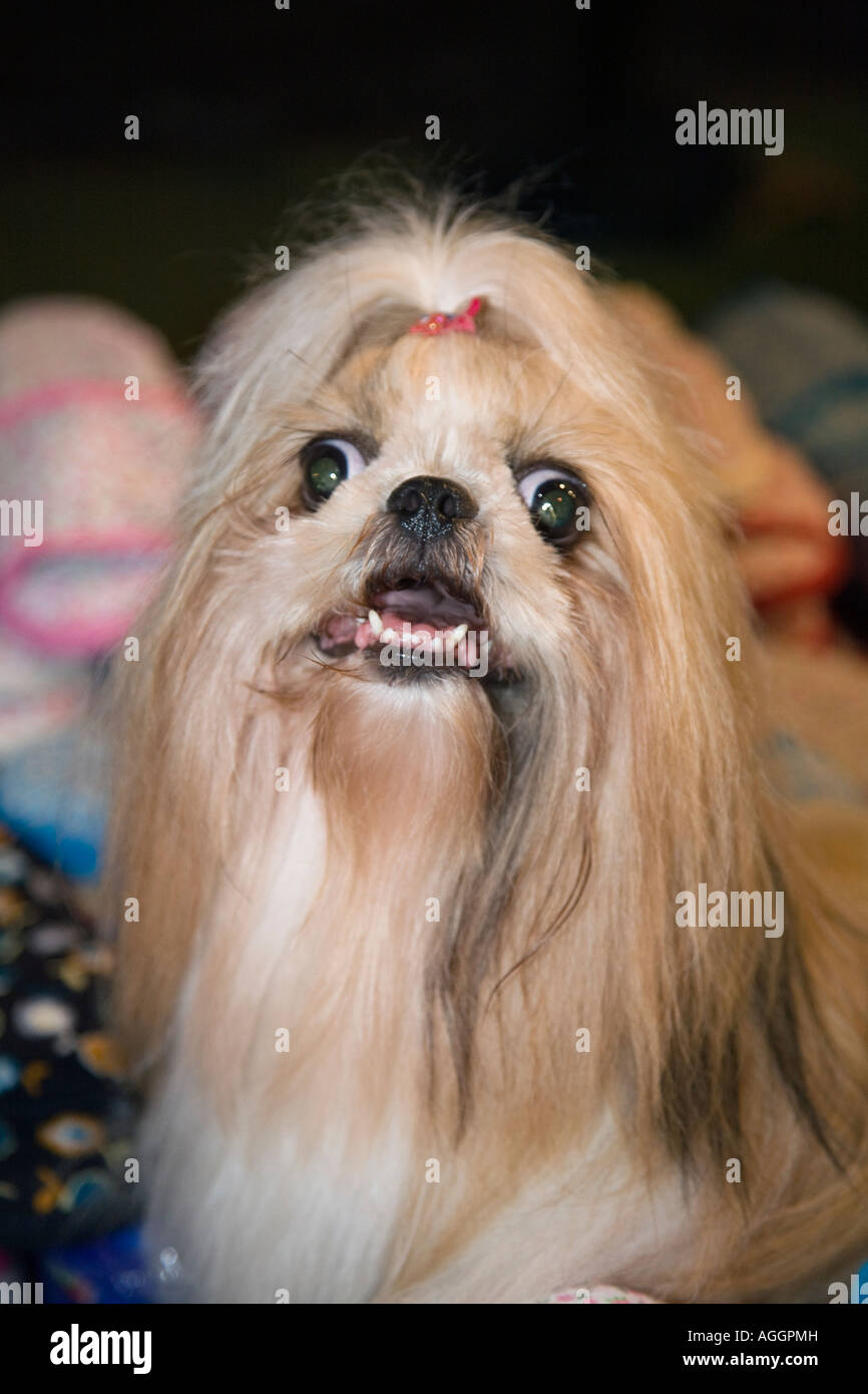 Cane a capelli lunghi con occhi incrociati; ritratto di "cani arrabbiati" della razza di cane Pekingese arrabbiata che mostra denti, squinting e schiocchi. Thailandia animale domestico con nastro in capelli. Foto Stock