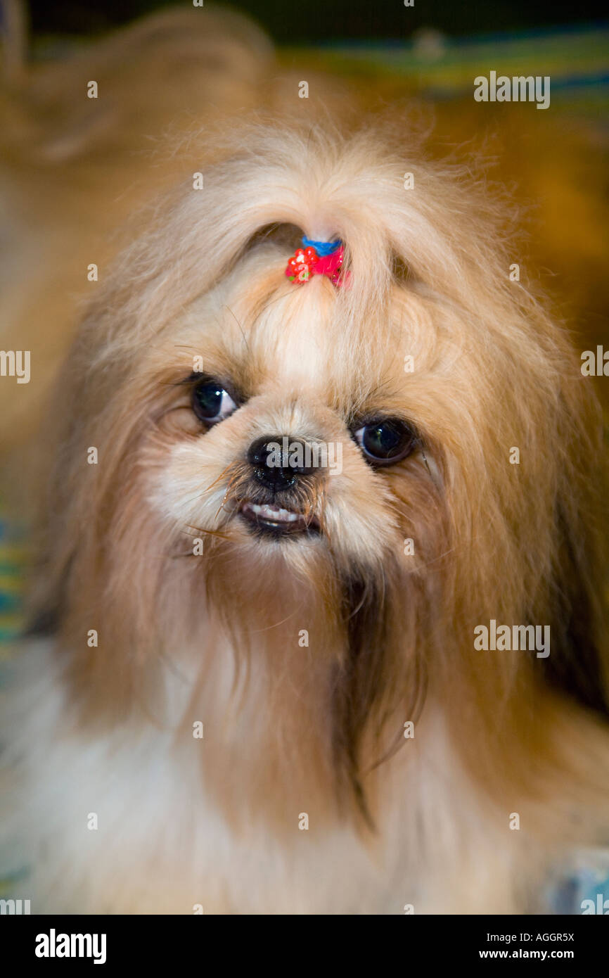 Cane a capelli lunghi con occhi incrociati; ritratto di "cani arrabbiati" della razza di cane Pekingese arrabbiata che mostra denti, squinting e schiocchi. Thailandia animale domestico con nastro in capelli. Foto Stock
