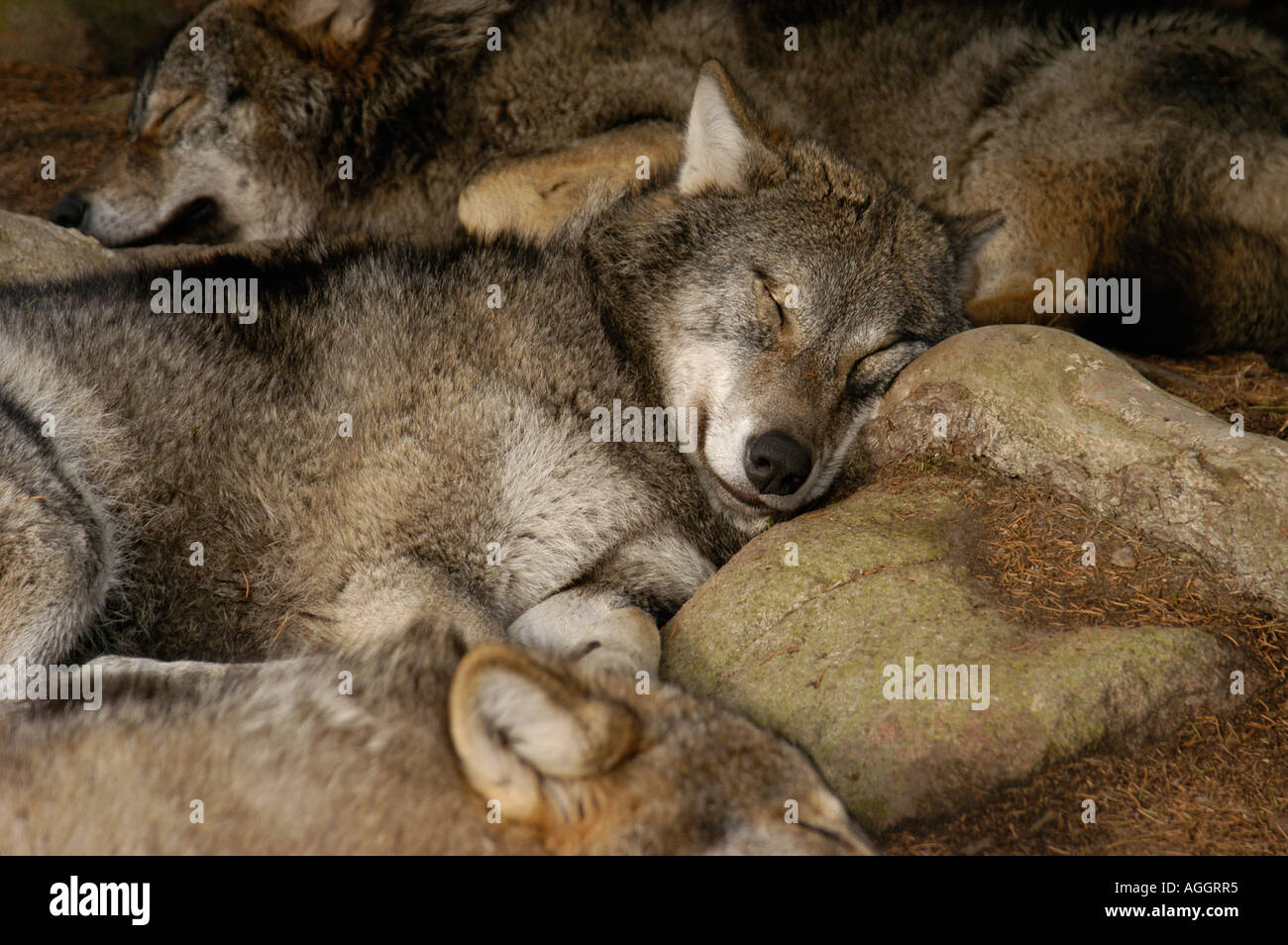 Wolf pack prendendo un pisolino, Kolmården Wildlife Park, il nord della Svezia Foto Stock
