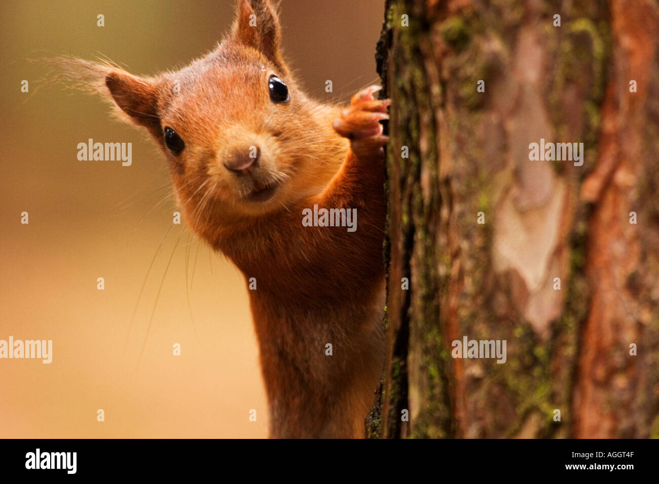 Scoiattolo rosso in procinto di salire un albero Foto Stock