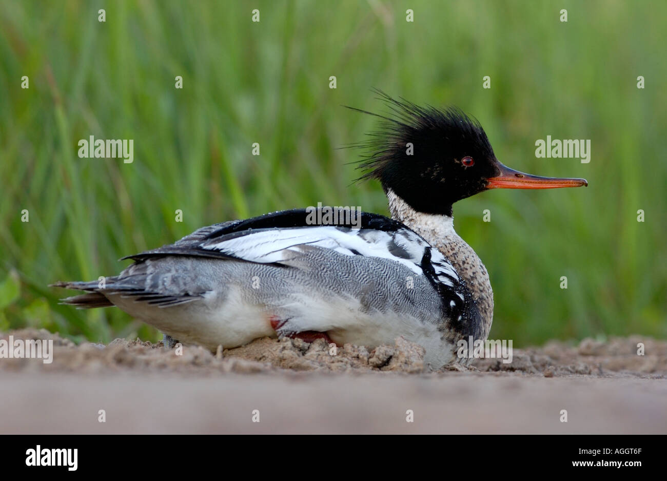 Red breasted Merganser seduta della Finlandia Foto Stock