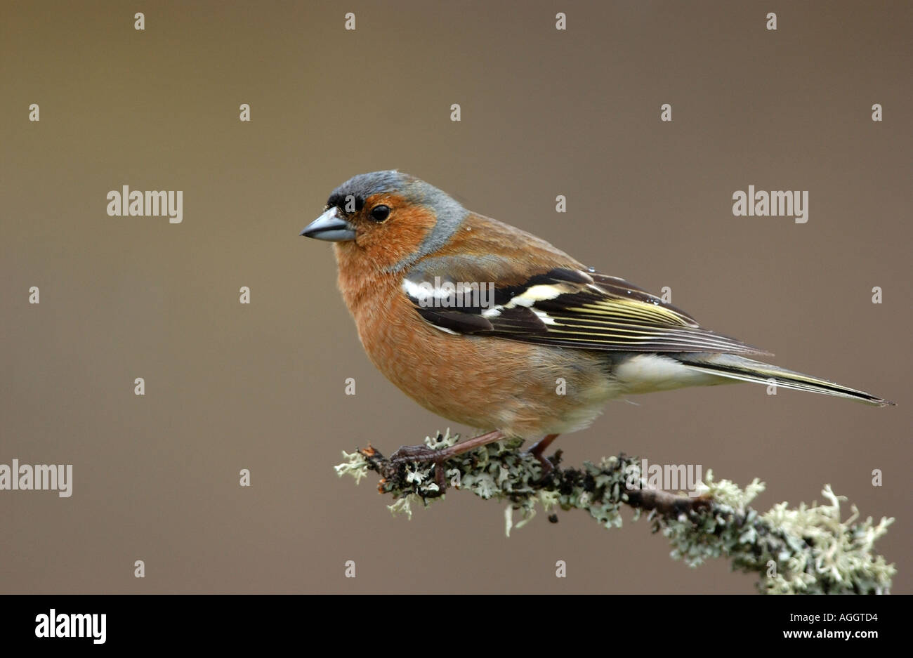 Fringuello maschio su lichen coperto ramoscello Scozia Scotland Foto Stock