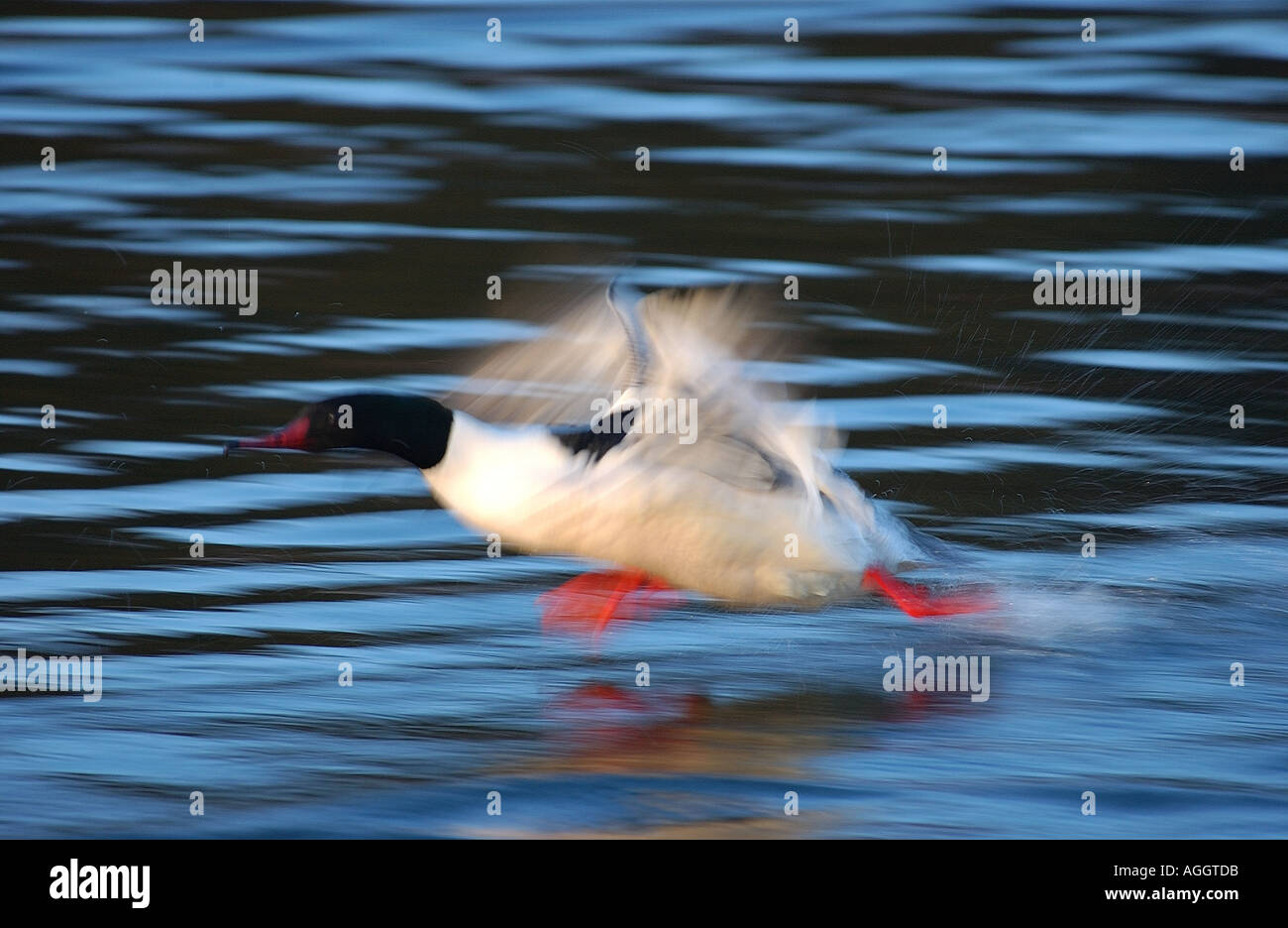 Smergo maggiore in esecuzione su acqua Finlandia Foto Stock