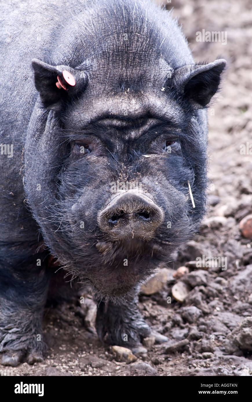Il vietnamita vaso panciuto suino Sus scrofa domestica pet Foto Stock
