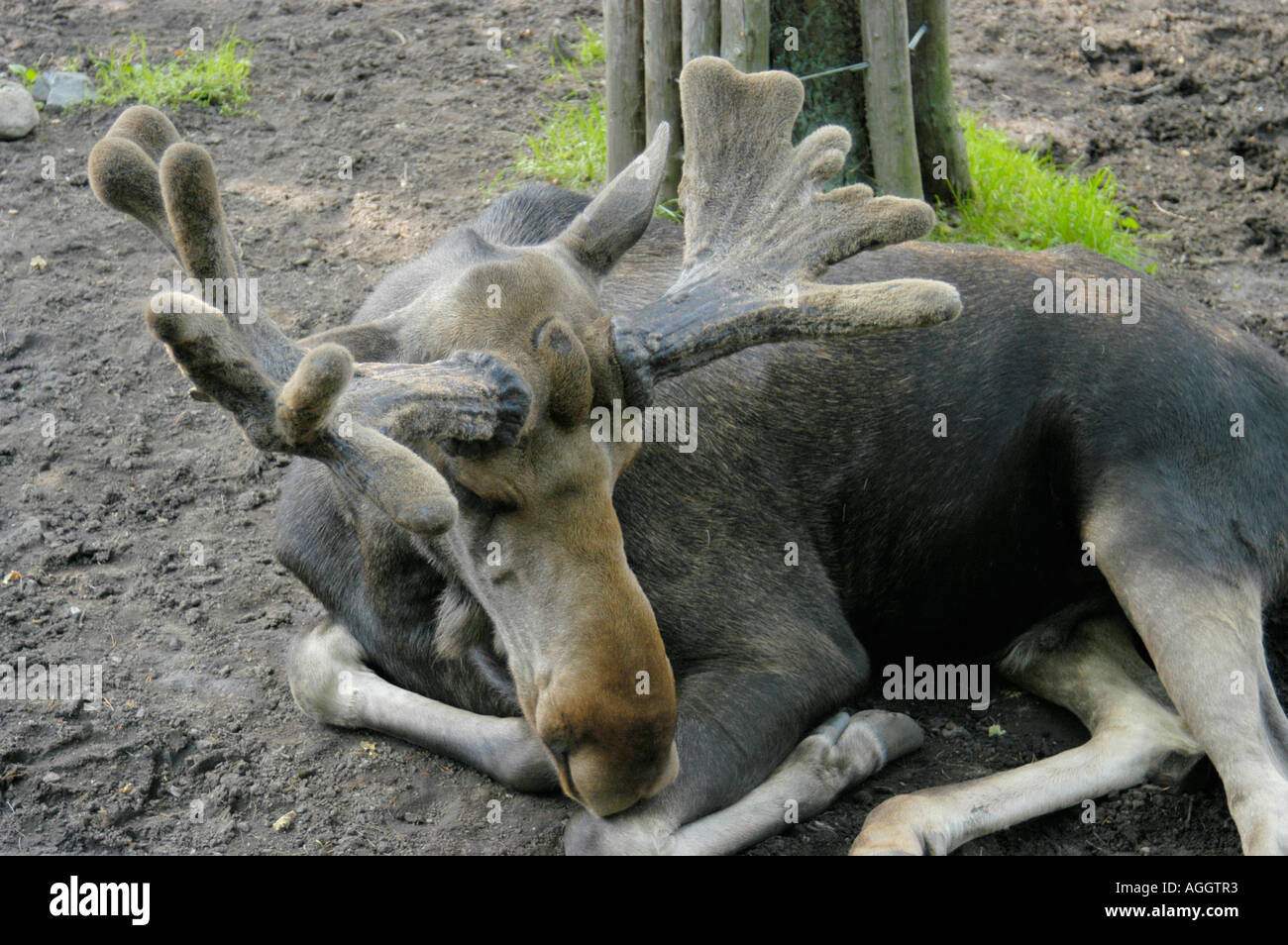 Appoggio elk/alci, Skansen Zoo, Stoccolma, Svezia Foto Stock