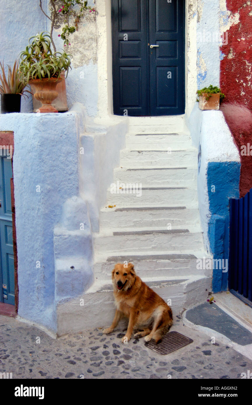Cane a guardia della proprietà privata, villaggio di Oia - Santorini Island, Grecia Foto Stock