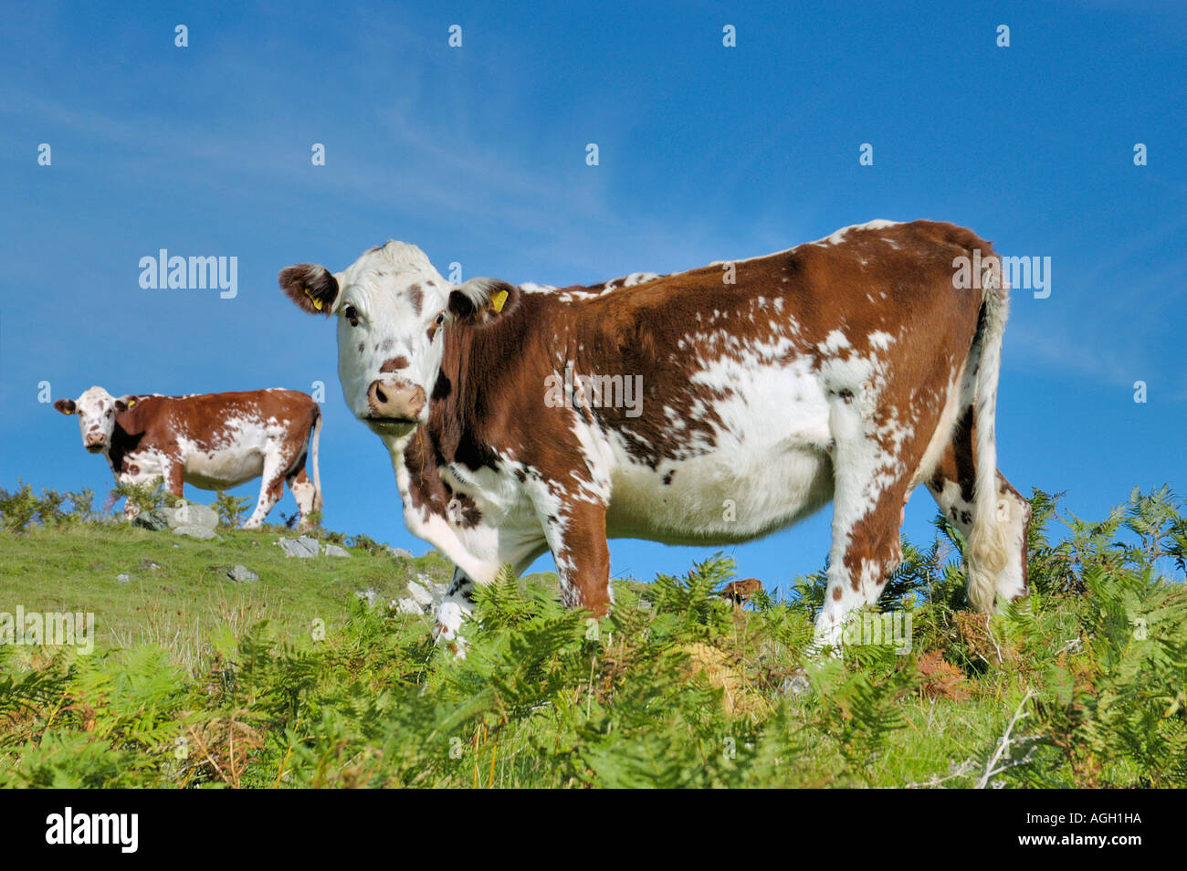 Identici e clonato mucche al pascolo, Isola di Skye in Scozia Foto Stock