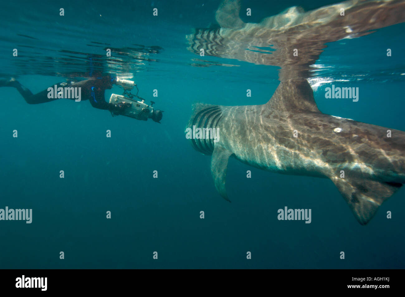 Lo squalo elefante alimentare nel Regno Unito Foto Stock