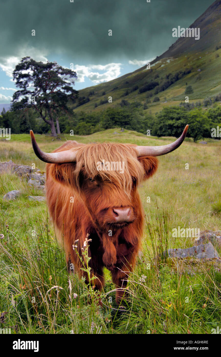 Highland bull, Isola di Skye in Scozia Foto Stock