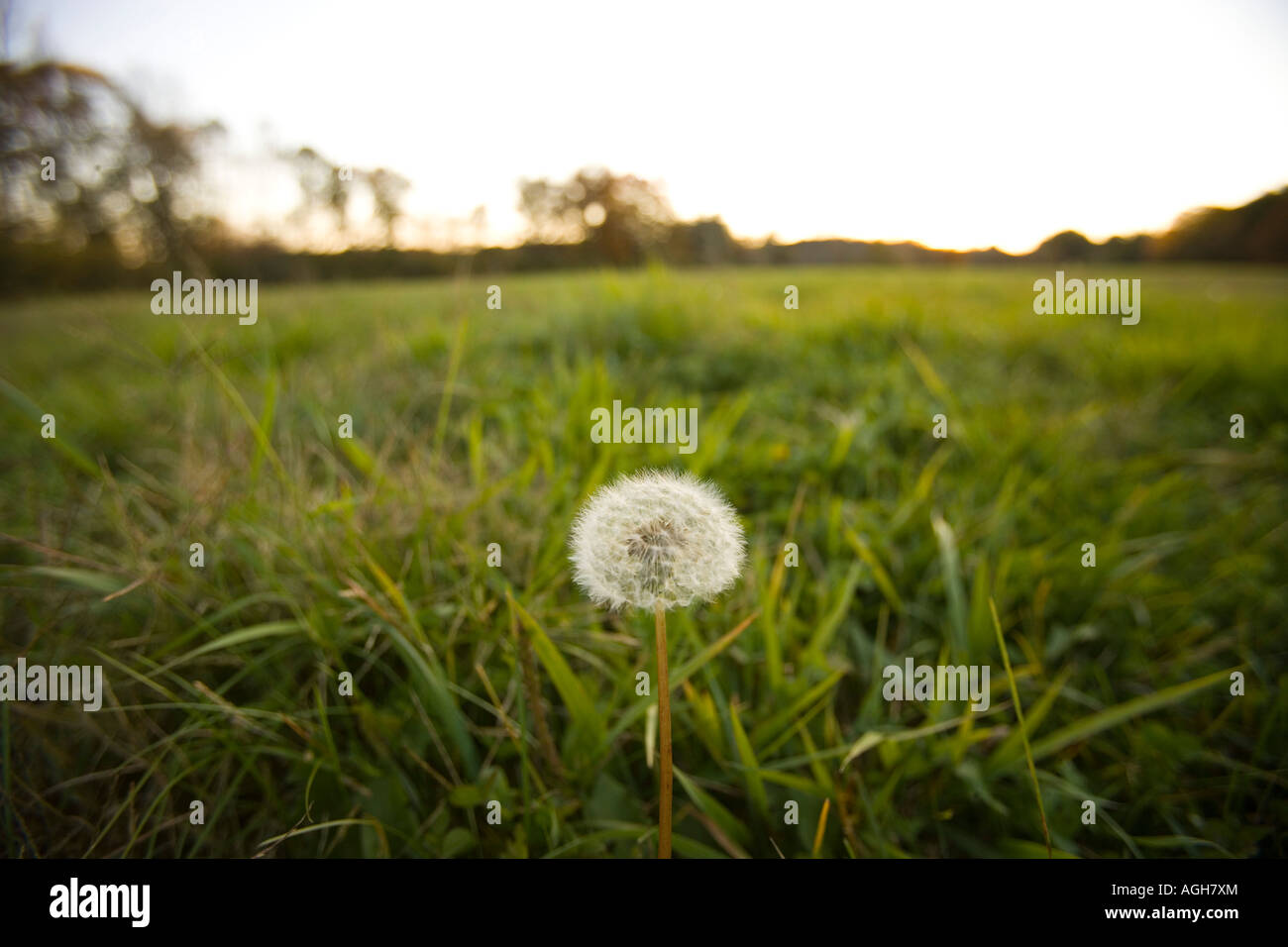 Un dente di leone in un campo di fieno in Ipswich Massachusetts USA Foto Stock