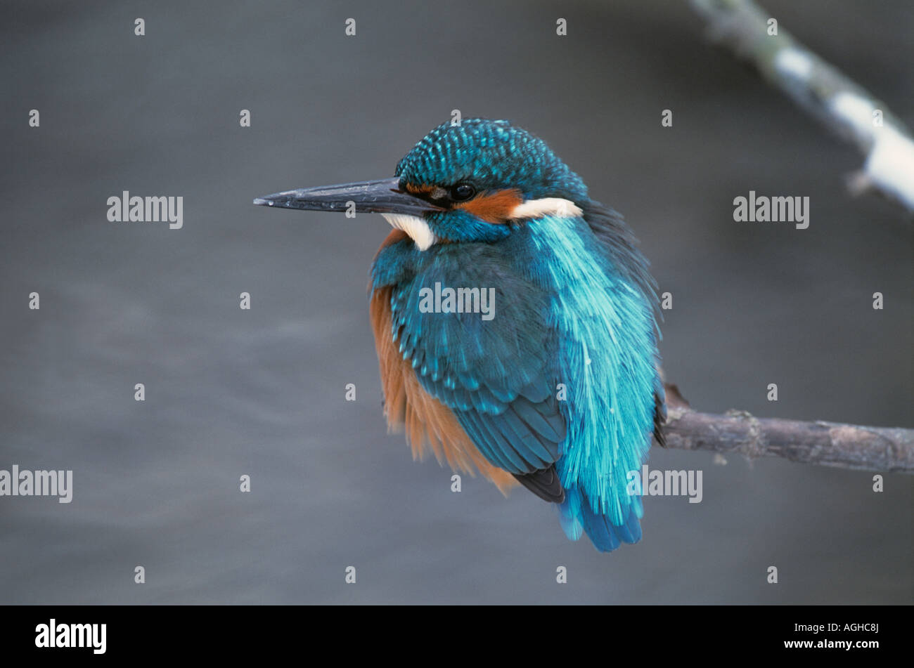 Eisvogel Alcedo atthis Maennchen auf Ast sitzend fiume maschio Kingfisher seduta sul ramo vista posteriore Foto Stock