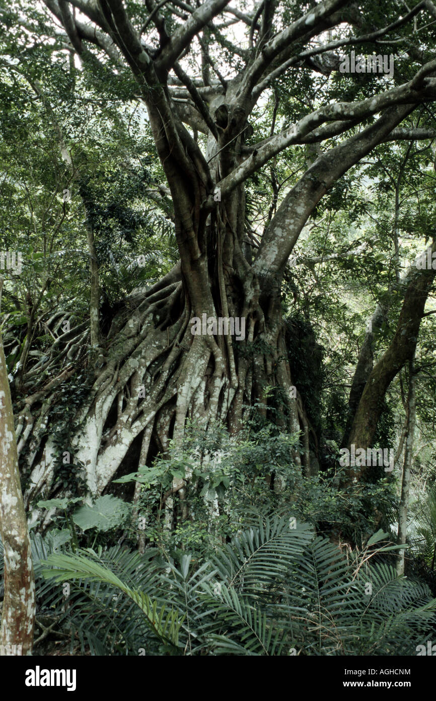 Ficus, strangolando Fig (Ficus microcarpa), unico impianto nella foresta pluviale, Taiwan Foto Stock