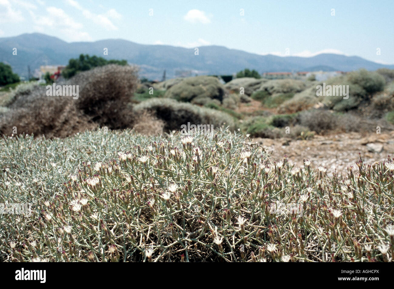 Fiordaliso (Centaurea spinosa), piante in fiore, Grecia, Creta Foto Stock