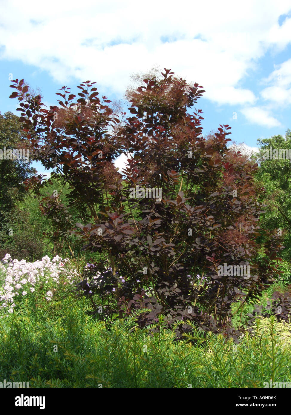 Sumach veneziano, smoketree (Cotinus coggygria 'Royal Purple', Cotinus coggygria Royal Purple), Boccola singola Foto Stock