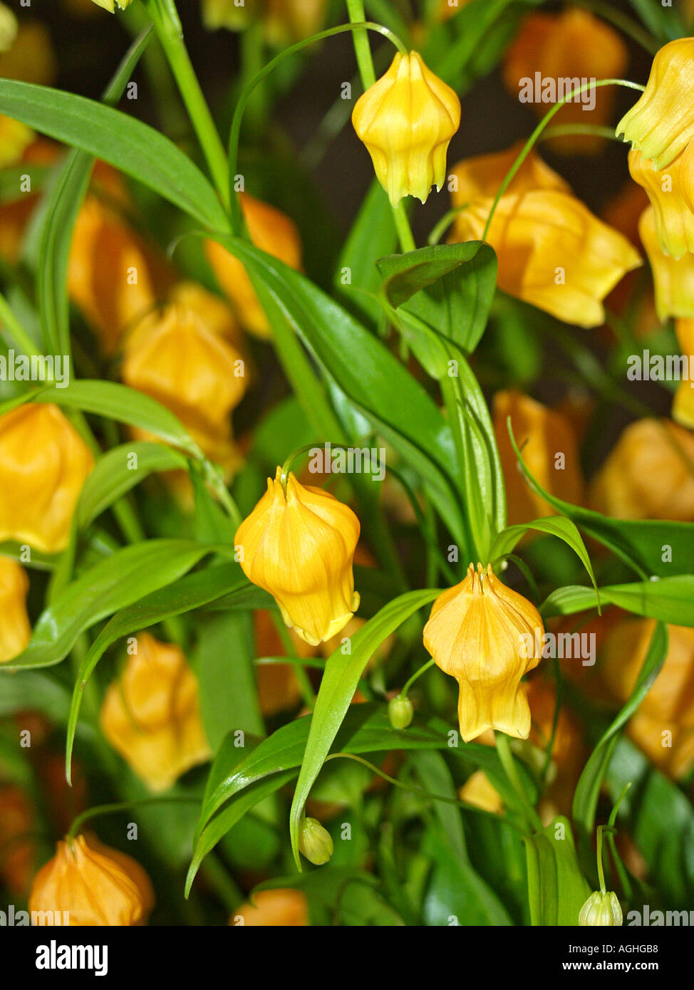 Sandersonia aurantiaca Foto Stock