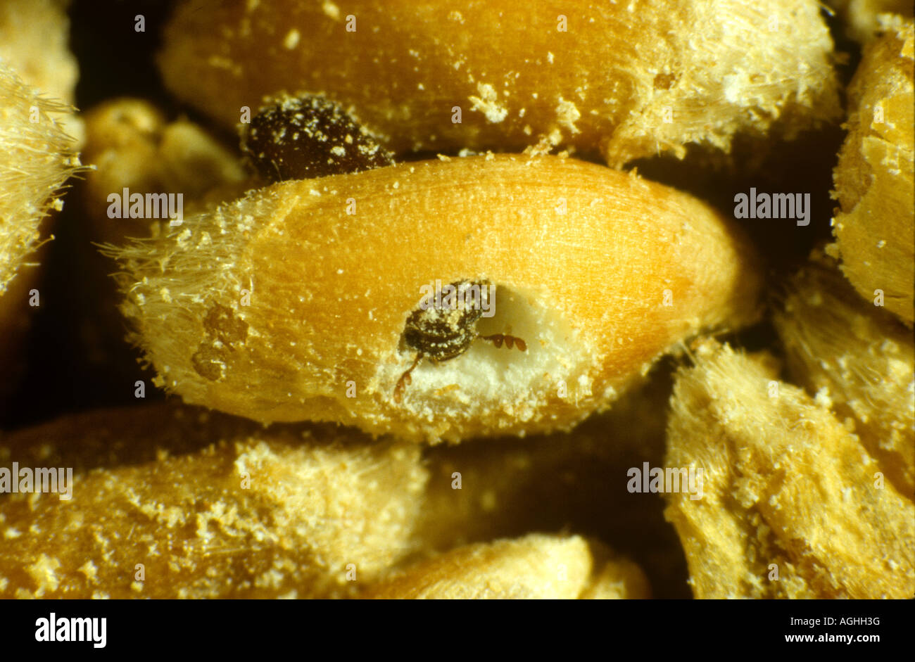 Grano minore borer Rhizopertha dominica in danneggiato del grano Foto Stock