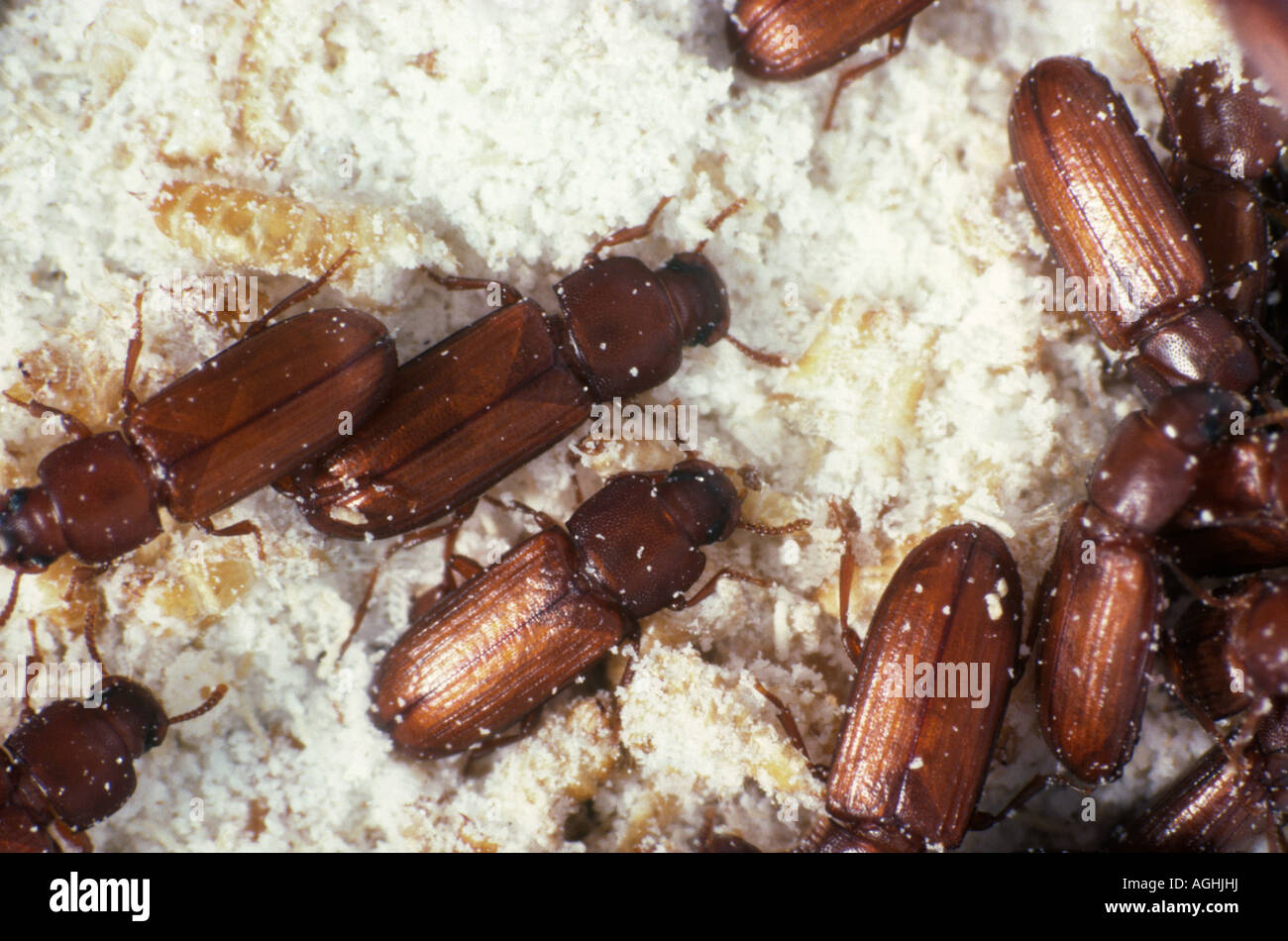 Larve Di Scarabeo Della Farina - Snack Per Criceti E Ratti, 20g