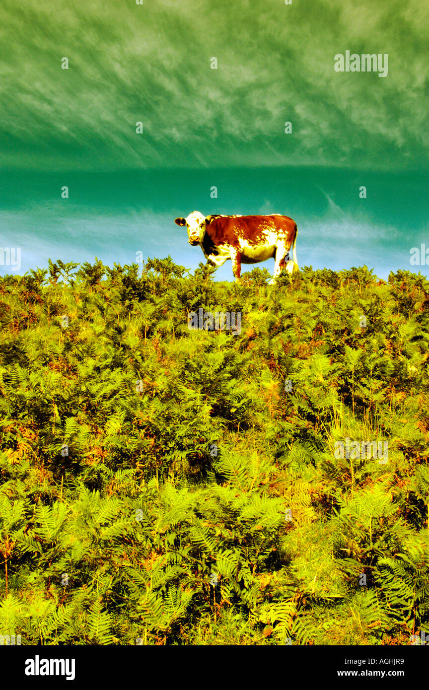 Mucca in pascolo, Isola di Skye in Scozia Foto Stock