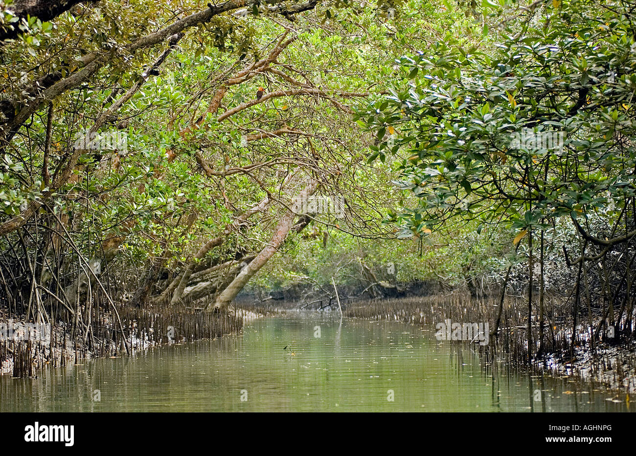 Le foreste di mangrovie in Kotka costa del Bangladesh. Foto Stock