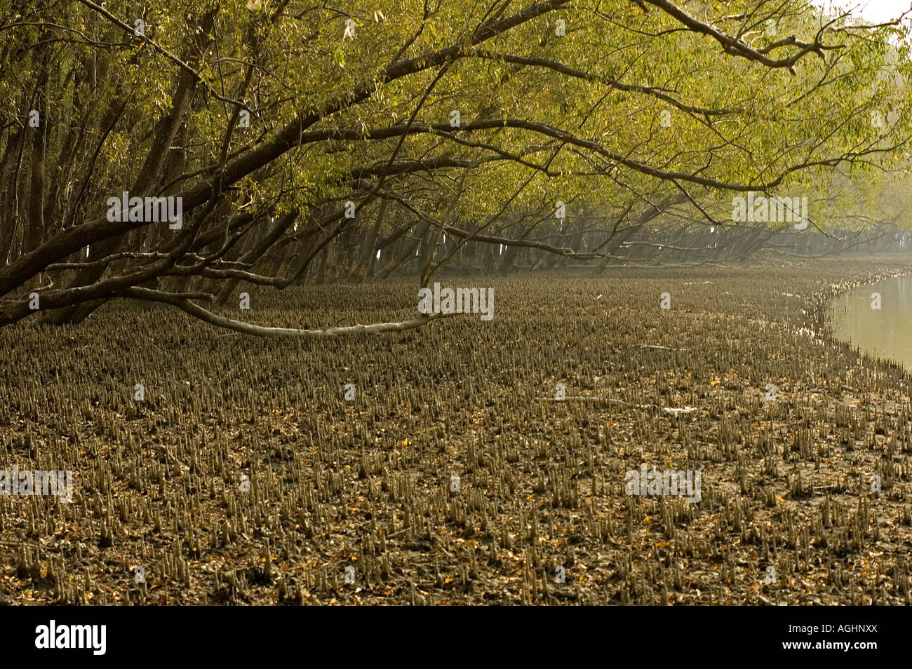 Le foreste di mangrovie in Kotka costa del Bangladesh. Foto Stock