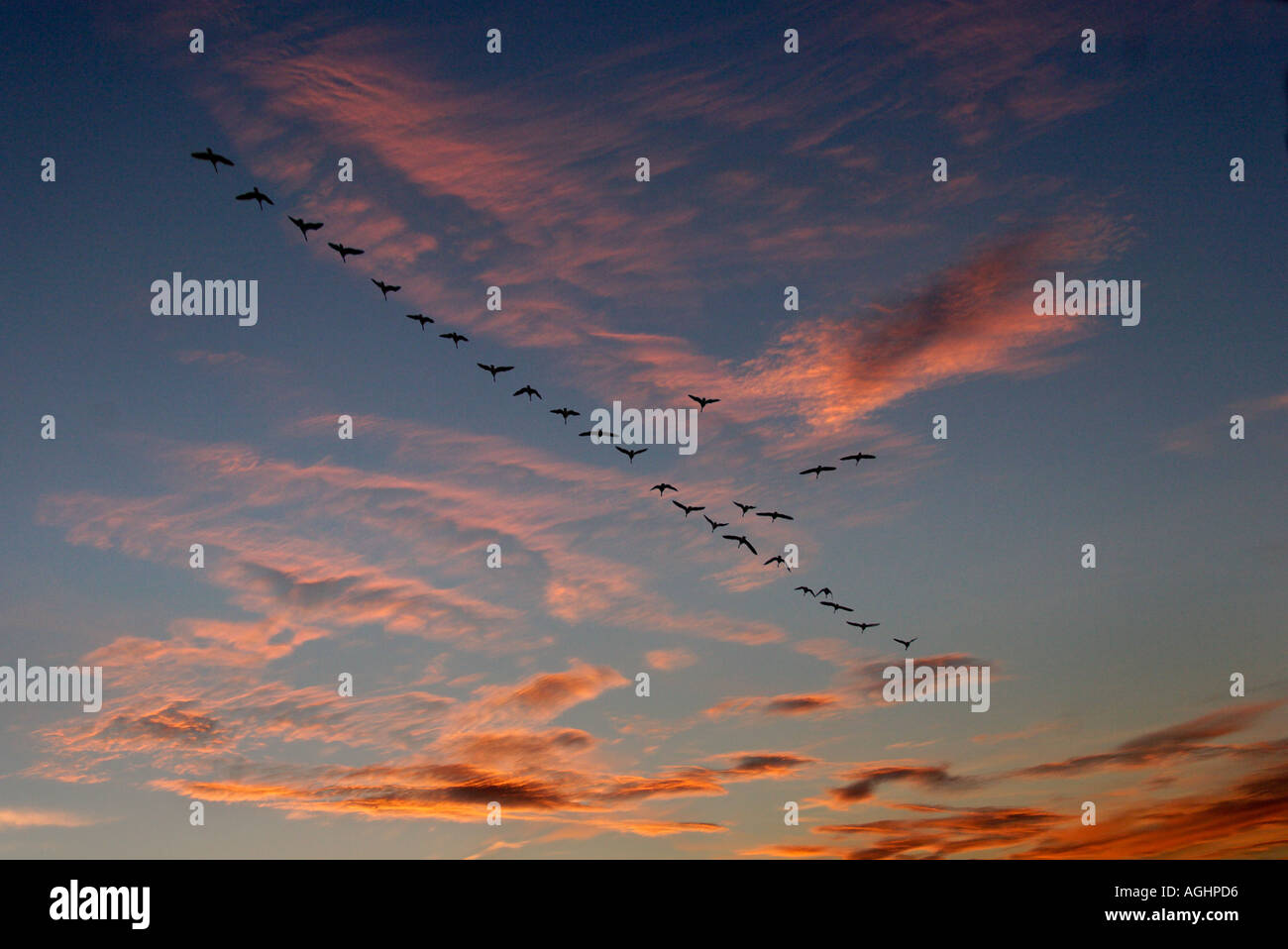 La migrazione di oche in autunno - Radley Oxfordshire 3 Foto Stock