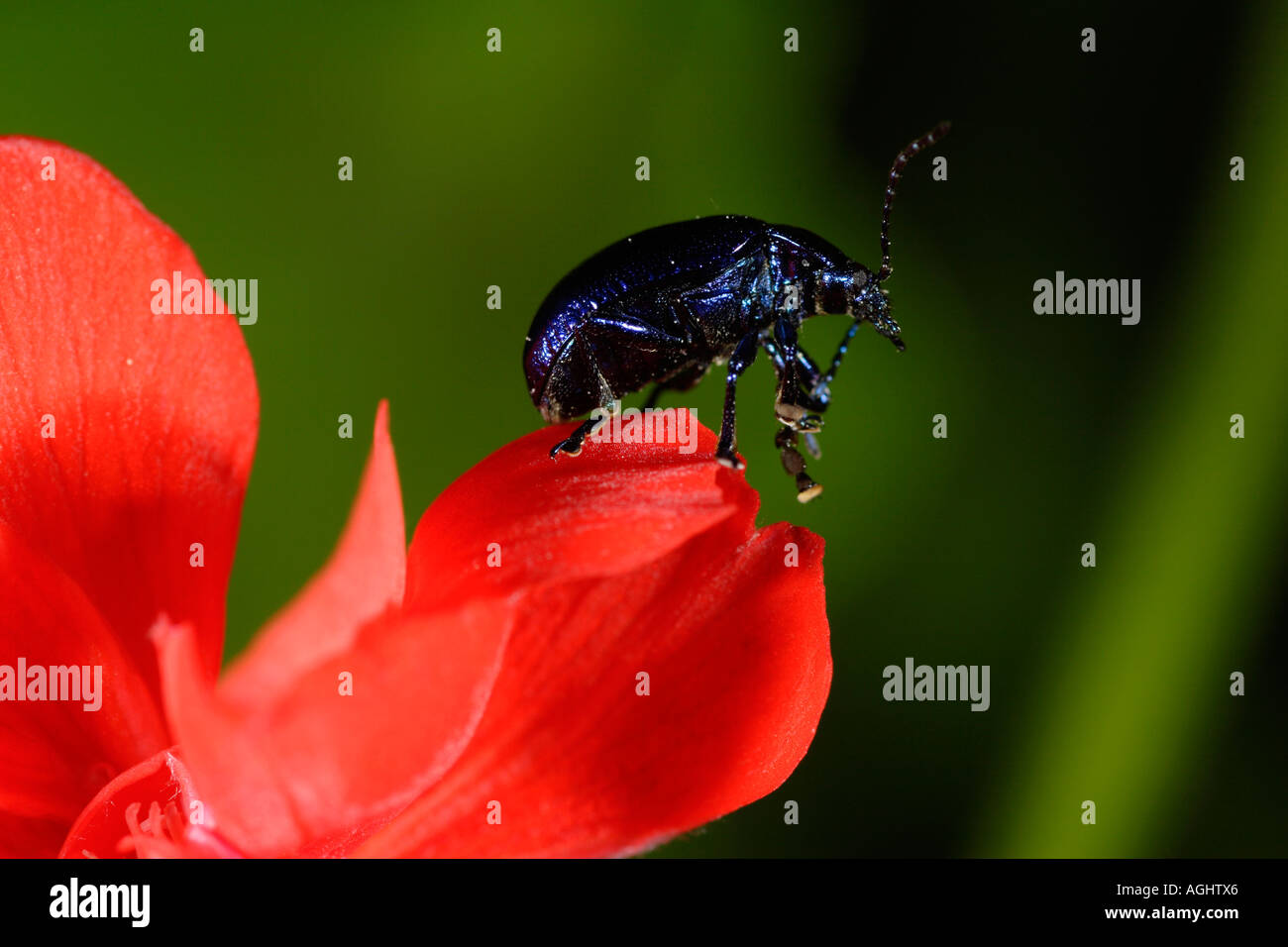 Beetle Chrysomelidae Melasoma aenea Nizza Francia Foto Stock