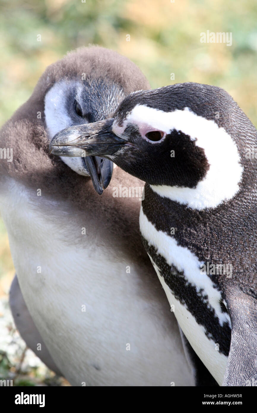 Due pinguini Humboldt avvolgere insieme all'Otway Sound colonia di pinguini vicino a Punta Arenas, Cile in Patagonia Meridionale. Foto Stock